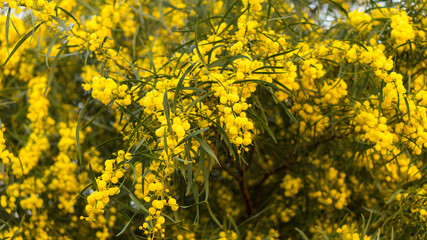 Acacia
