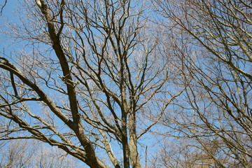 branches