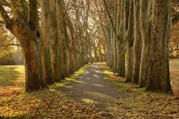 Avenue with line of trees. Sunny day. Leaves under trees. Straznice, Czech Republic