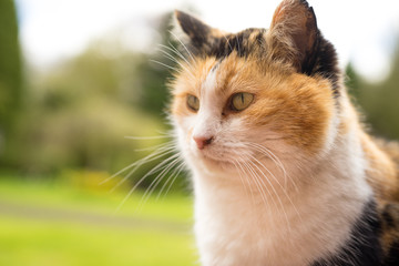 Glückskatze blickt wachsam 