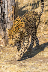 Leopard in the sun, one of the Big Five in africa