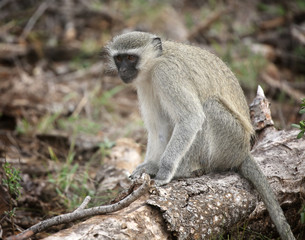 Naklejka na ściany i meble wild velvet monkey in Kruger National Park, South Africa.