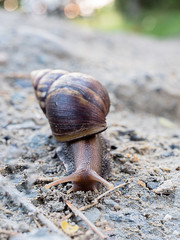 Land snail in the garden background, Snail invasion