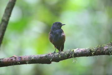 Brown-winged whistling thrush (Myophonus castaneus) in Sumatra, Indonesia