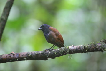 Fototapeta premium Brown-winged whistling thrush (Myophonus castaneus) in Sumatra, Indonesia