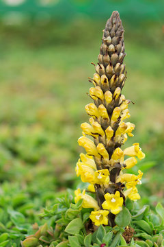 Broomrape