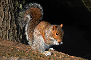 Squirrel Eating Nut on Fence