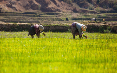 Madagascar, women working on rice fields 