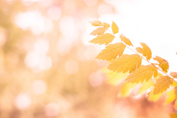 Fresh leaves in springtime