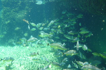 School of fish