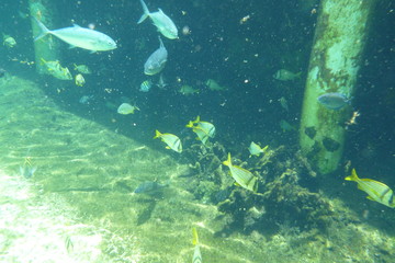 School of fish