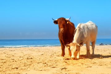 The herd of cows, bulls and calves sunbathes on the sunny beach of Atlantic ocean. Andalusia, Spain. 
