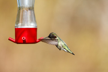 flying Anna's hummingbird