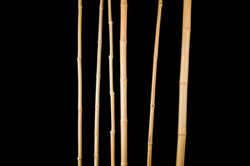 bamboo stalks on a black background