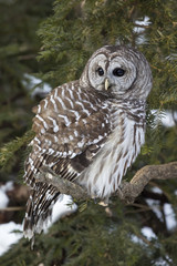 Barred Owl