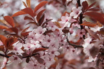 branches with spring white flowers