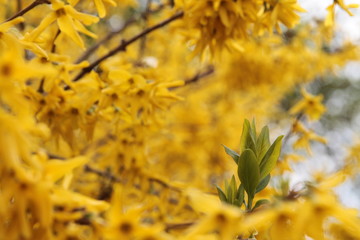 branches with spring white flowers