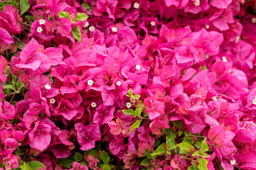 Bougainvillea