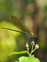 Some dragonfly wings are glowing beautiful blue glow.