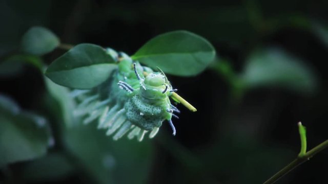 Caterpillar Eating Leaf, Close Up Macro