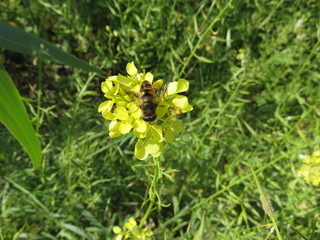 Eristalis Tenax