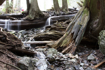 Fototapeta premium Forest Falls