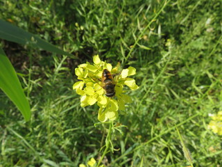 Eristalis Tenax
