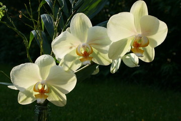 Orchidee in Vase