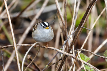 white crowned sparrow
