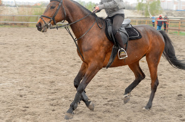 Obraz premium A rider on horseback overcomes obstacles.