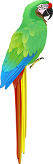vector green Military Macaw (Ara militaris) © Save Jungle