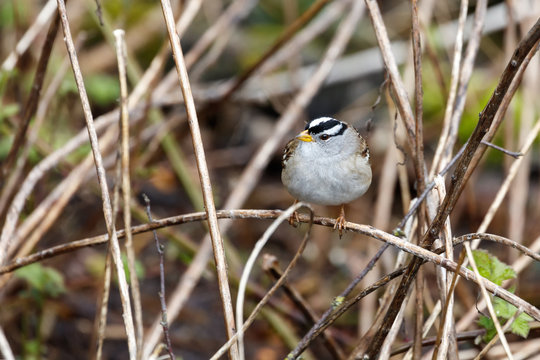 White Crowned Sparrow