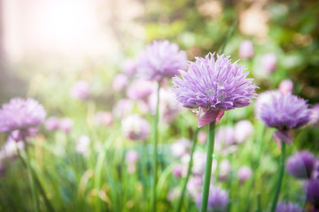 Obraz premium chives in the garden Allium schoenoprasum