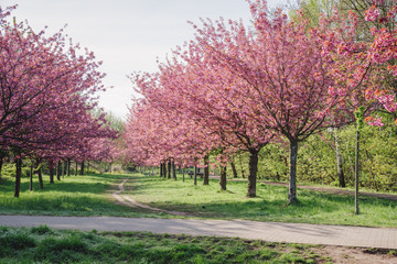 Fototapeta premium japanese cherry blossoms against blue sky