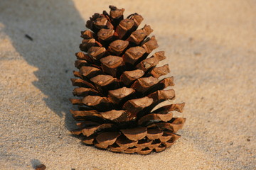 Pinienzapfen im Sand