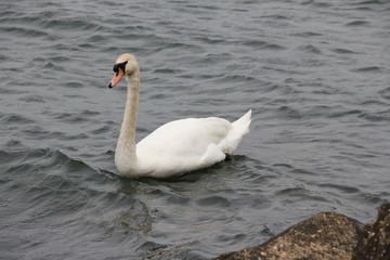 Swan at Rutland Water