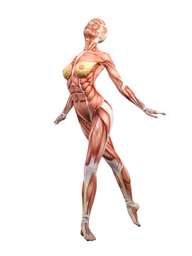 Female muscle anatomy dancing 3D Illustration