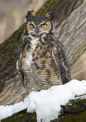 Great Horned Owl