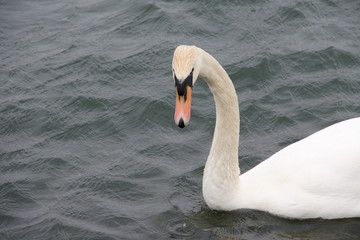 Fototapeta premium Swan
