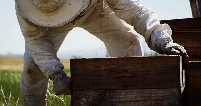 Beekeeper removing a honey frame from beehive