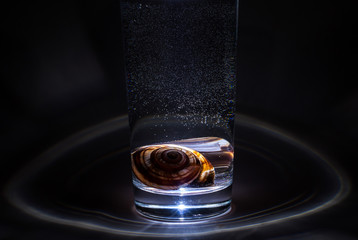 Snail in the glass