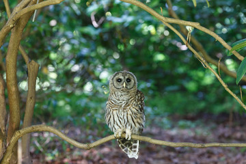 Juvenile barred owl