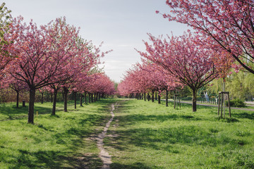 japanese cherry blossoms against blue sky