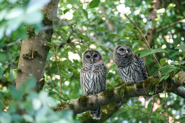 Juvenile barred owl