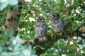 Juvenile barred owl