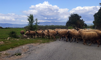 Herd of sheeps on beautiful landscape