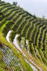 Fototapeta premium Longji Rice Terraces