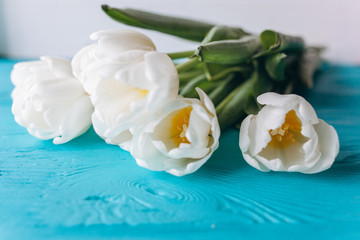 mother's day, white tulips on blue wooden  background