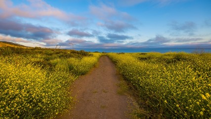 Pathway Lined With Flowers To The Beach