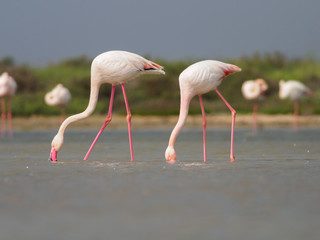 Greater Flamingoes (Phoenicopterus roseus) in Camargue